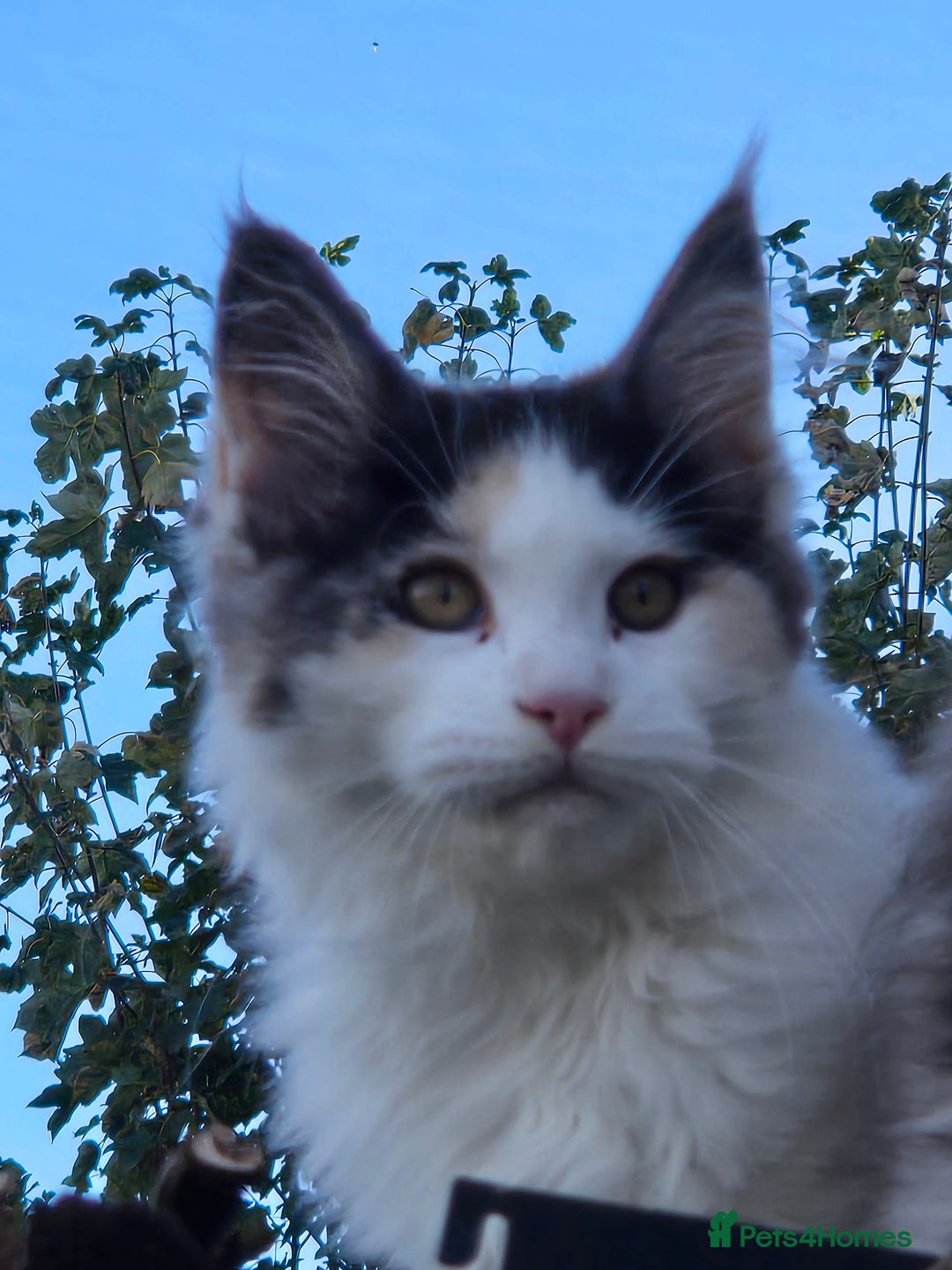 Maine Coon cats for sale: Maine coon kittins  for sale - Advert 9