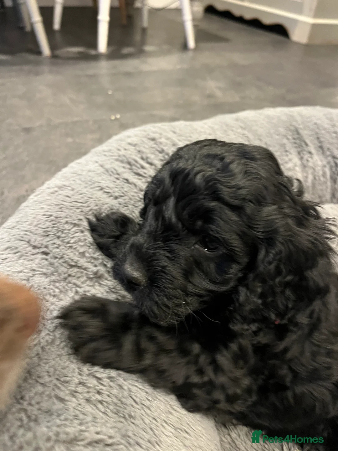 Cockapoo dogs for sale: Healthy & Happy miniature Cockapoo Puppies - Advert 1