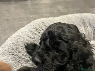 Cockapoo dogs Healthy & Happy miniature Cockapoo Puppies - Advert 1