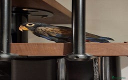 Parrots birds for sale: Bronze wing Pionus female 3 years old - Image 1