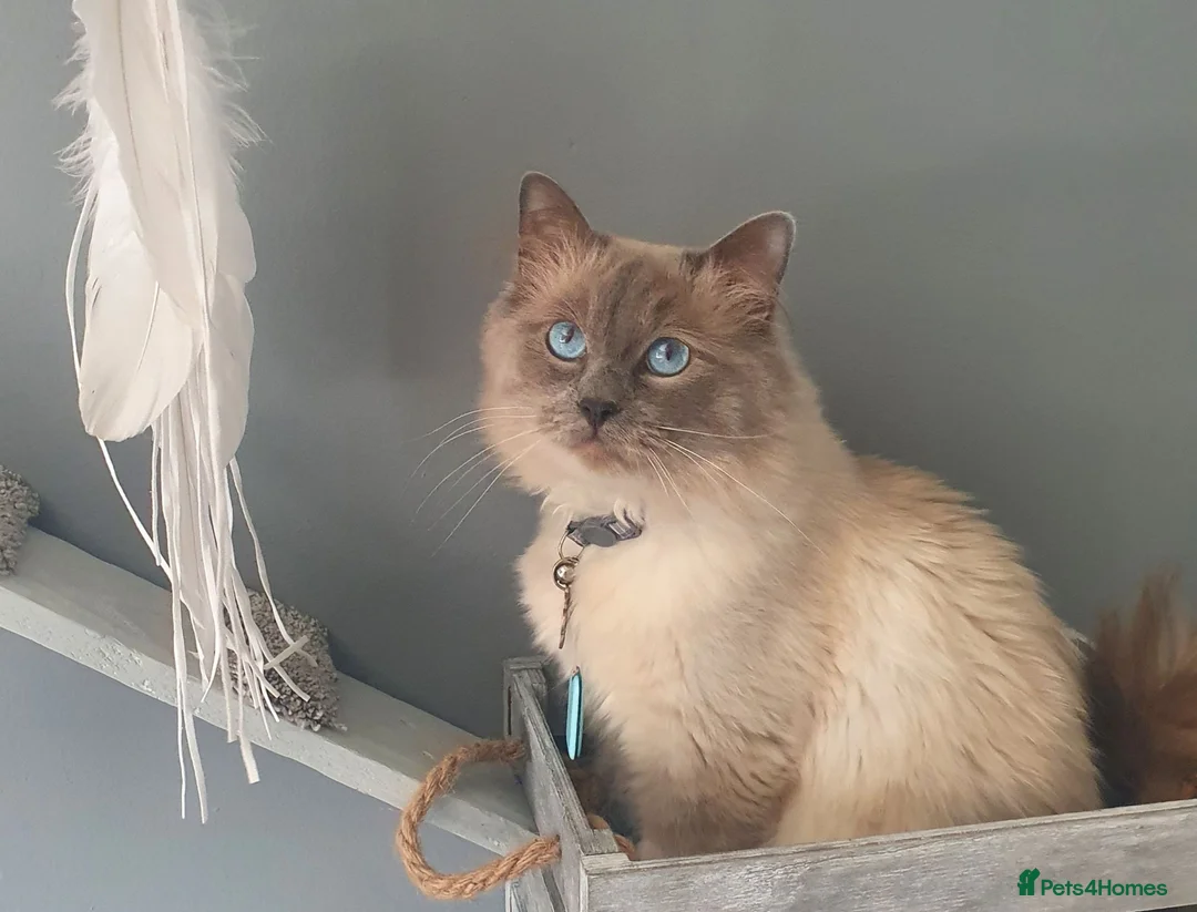 Ragdoll cats for sale: GCCF REGISTERED PEDIGREE RAGDOLL KITTENS  - Advert 21