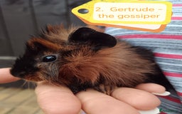 Guinea Pig rodents for sale: Abyssinian female guinea pigs for sale  - Image 9