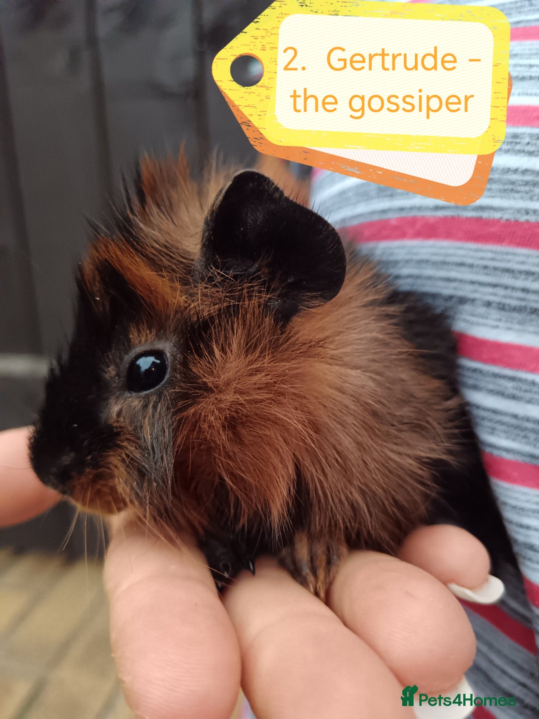 Guinea Pig rodents for sale: Abyssinian female guinea pigs for sale  - Image 9