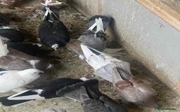Pigeons birds for sale: Tumbler pidgeons  - Advert 5