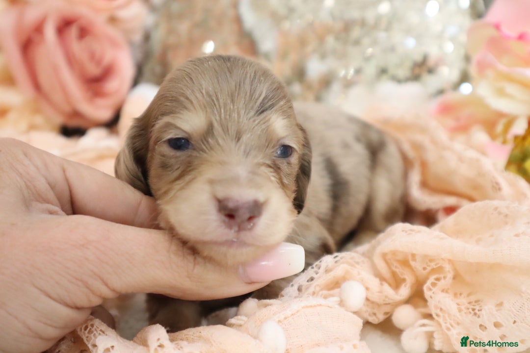 Miniature Dachshund dogs for sale: KC Longhair Miniature Dachshund Puppies - Image 2