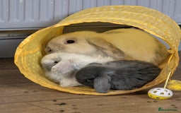 Mini Lop rabbits for sale: Mini Lops £70  - Advert 12