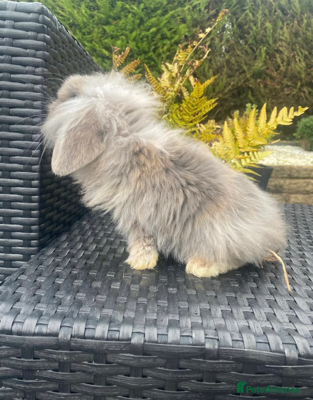 Mini Lop rabbits for sale: Gorgeous minilops for sale  - Advert 7