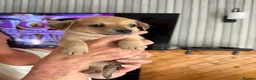 Chiweenie dogs for sale: Chihuahua cross dashcund puppies in Edinburgh - Advert 4