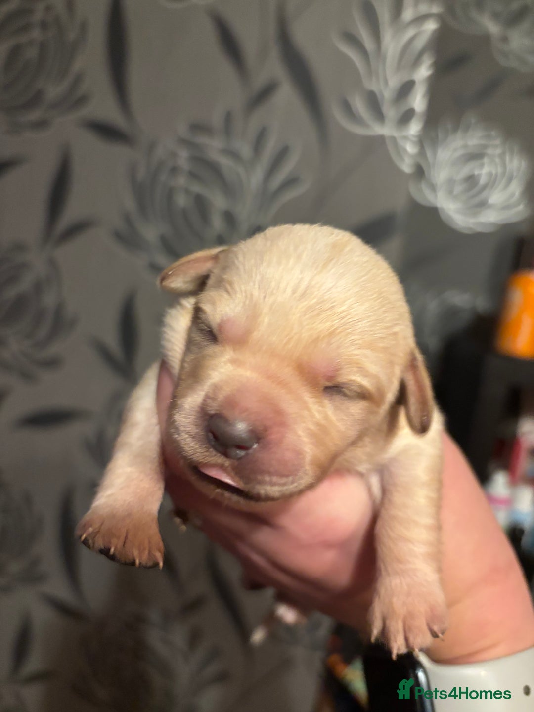 Goldador dogs for sale: Goldador puppies - Image 14