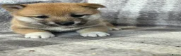 Japanese Shiba Inu dogs for sale: Stunning litter one boy three girls  - Advert 7