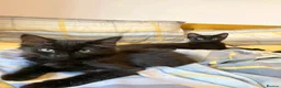 Domestic Shorthair cats for adoption: Double Trouble for Black Cat Lovers - Advert 3