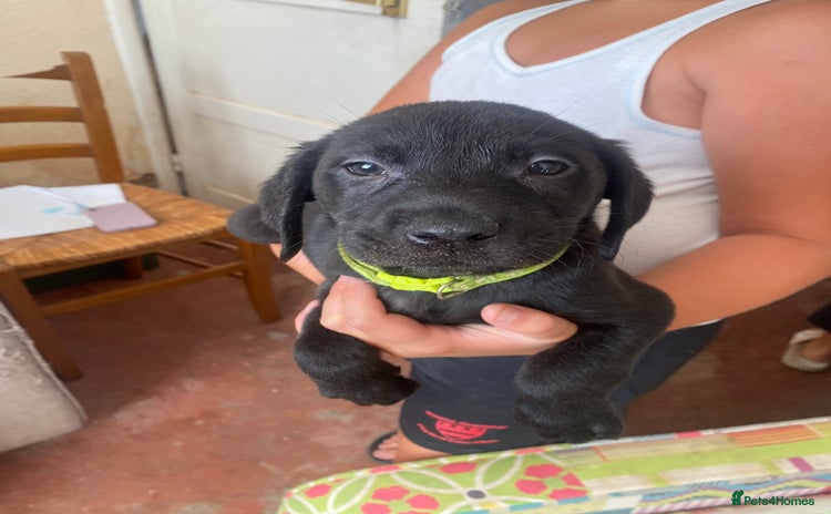 Labrador Retriever dogs - Advert 10