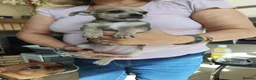 Chihuahua dogs for sale: 🐾4 Adorable Chihuahua Puppies Need Loving Homes🐾 - Advert 14
