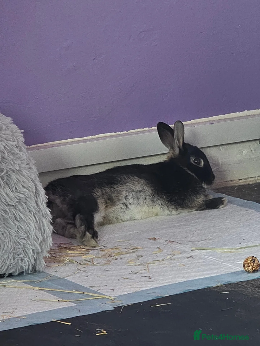 Netherland Dwarf rabbits for sale: Patches the Netherland dwarf rabbit in Southampton - Advert 2