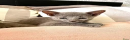 Russian Blue cats for sale: TICA Registered Russian Blue Kittens - Advert 9