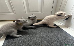 British Shorthair cats for sale: Beautiful British short hair kittens  - Image 2