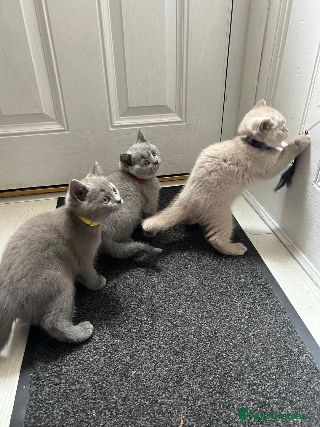British Shorthair cats for sale: Beautiful British short hair kittens  - Image 2