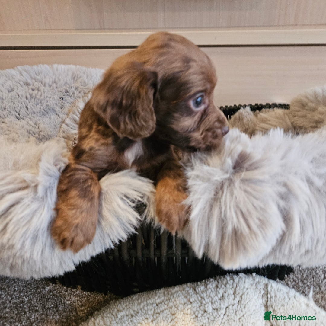 Cocker Spaniel dogs for sale: Rare Merle Working Type Cocker Spaniels - Advert 19
