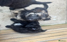 German Shepherd dogs for sale: Stunning top quality German shepherd puppies - Image 35