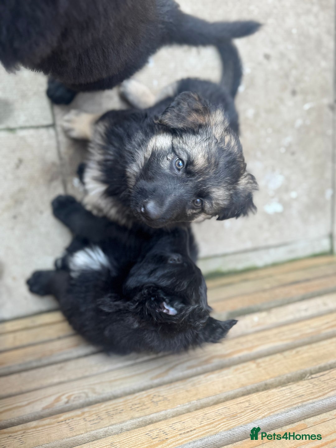 German Shepherd dogs for sale: Stunning top quality German shepherd puppies - Image 35