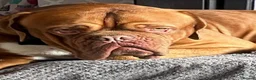 Dogue De Bordeaux dogs for stud: Beautiful male douge up for STUD  - Advert 6
