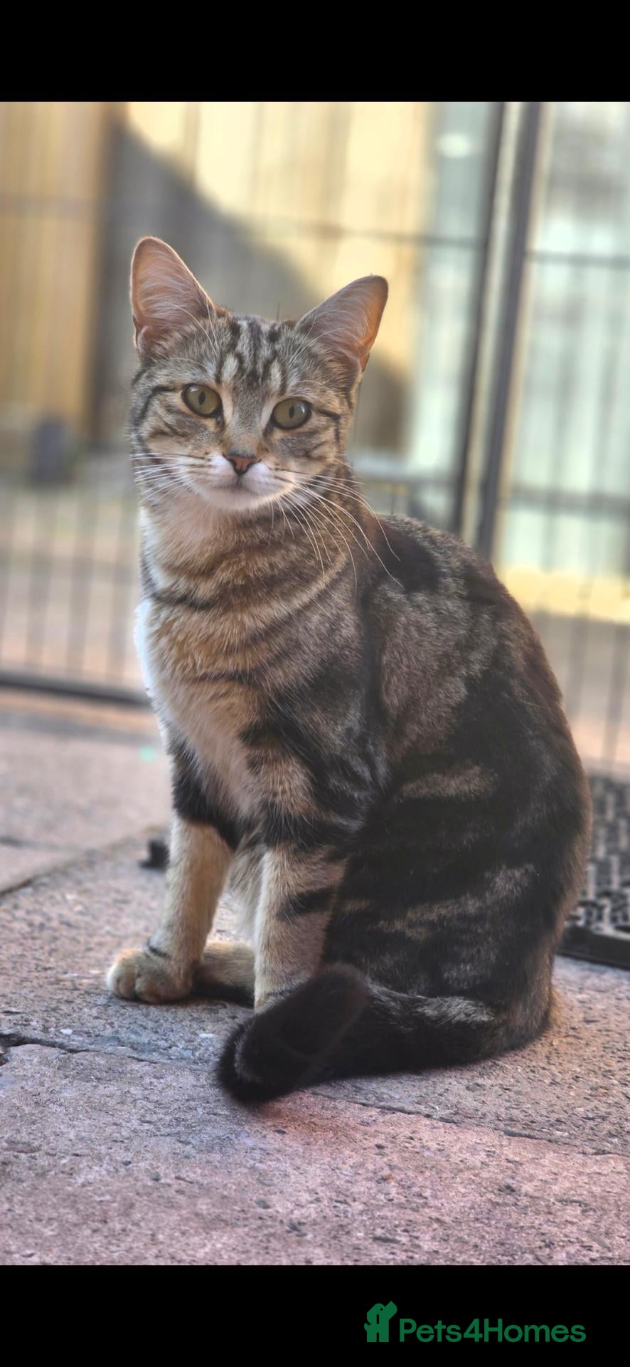 Mixed Breed cats Fluffy Tabby kittens - Advert 1