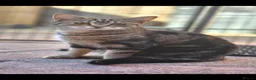 Mixed Breed cats for sale: Fluffy Tabby kittens - Advert 1