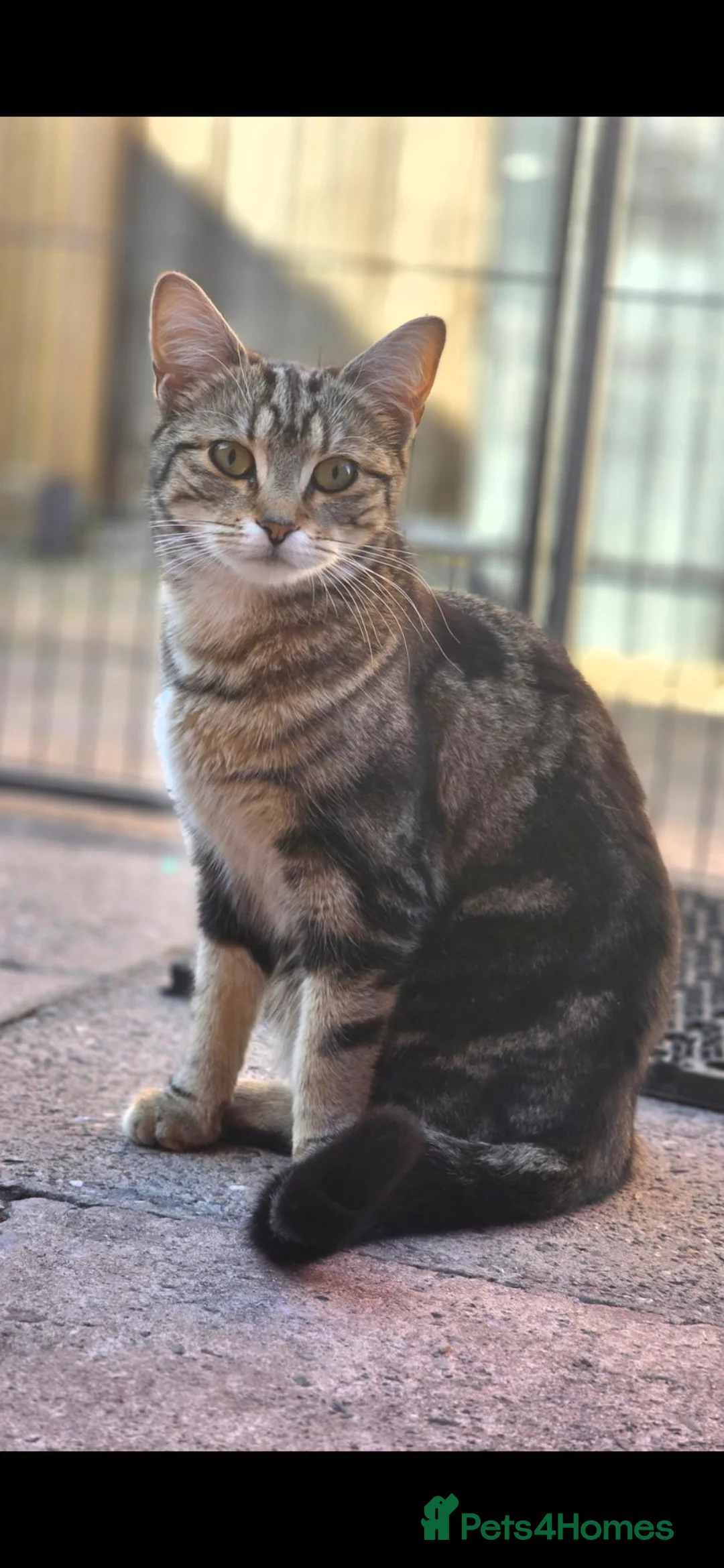 Mixed Breed cats for sale: Fluffy Tabby kittens - Advert 1
