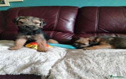 Border Terrier dogs for sale: Border Terrier girls available  - Image 10