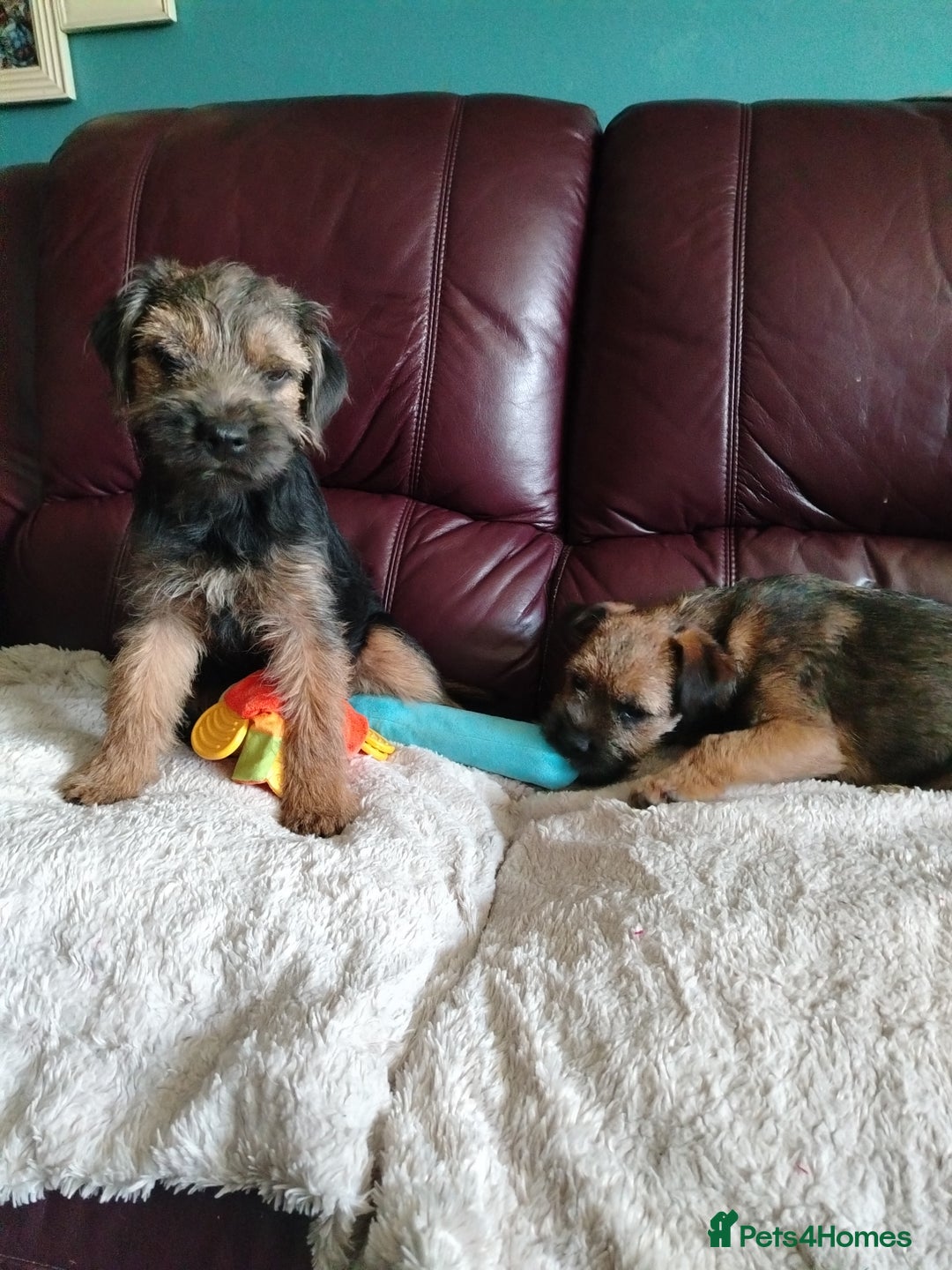 Border Terrier dogs for sale: Border Terrier girls available  - Image 10