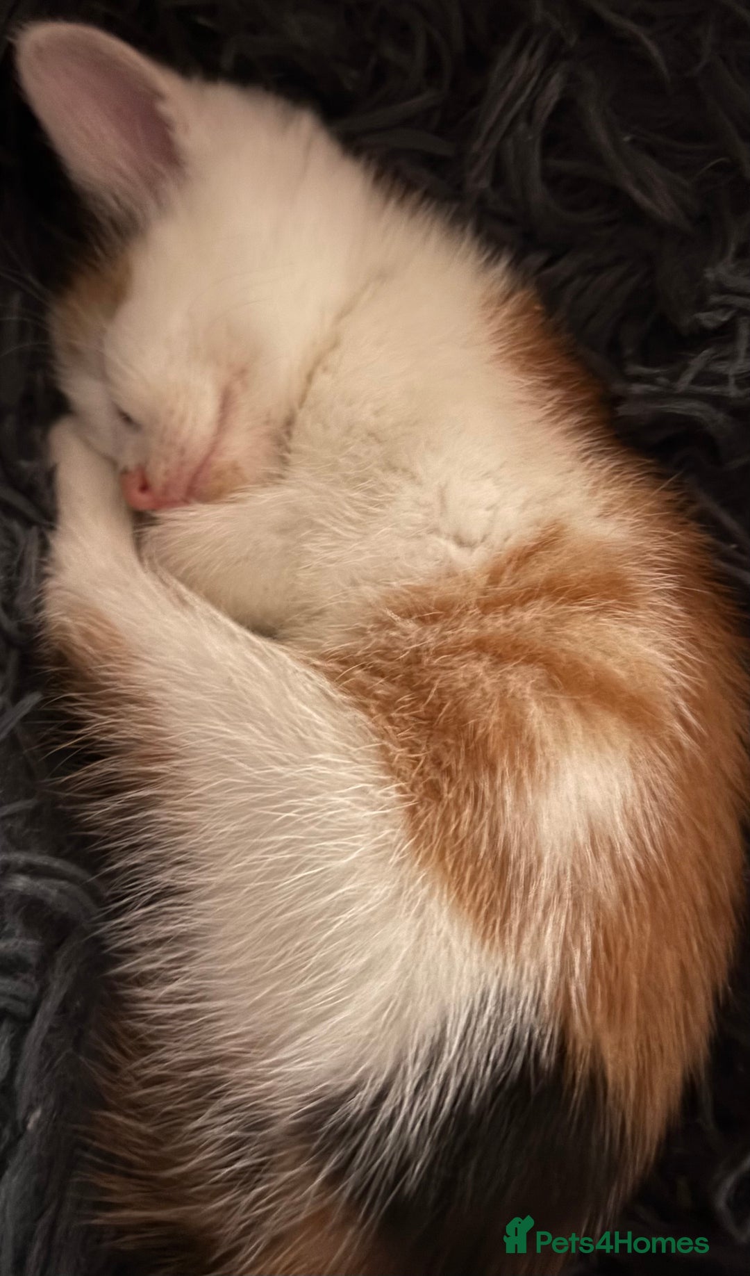 Mixed Breed cats for sale: Ginger kittens, tri colour calico black and white  - Image 3