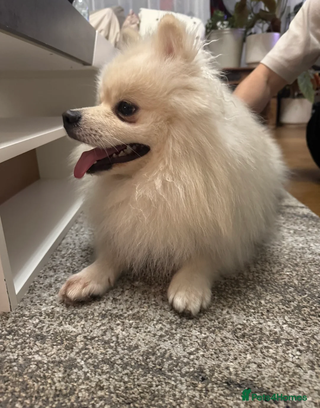 Pomeranian dogs for sale: 8 month old Pomeranian needs a home - Advert 3
