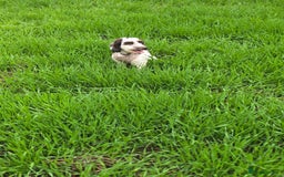 Mixed Breed dogs for sale: Beautiful little girl  - Image 3