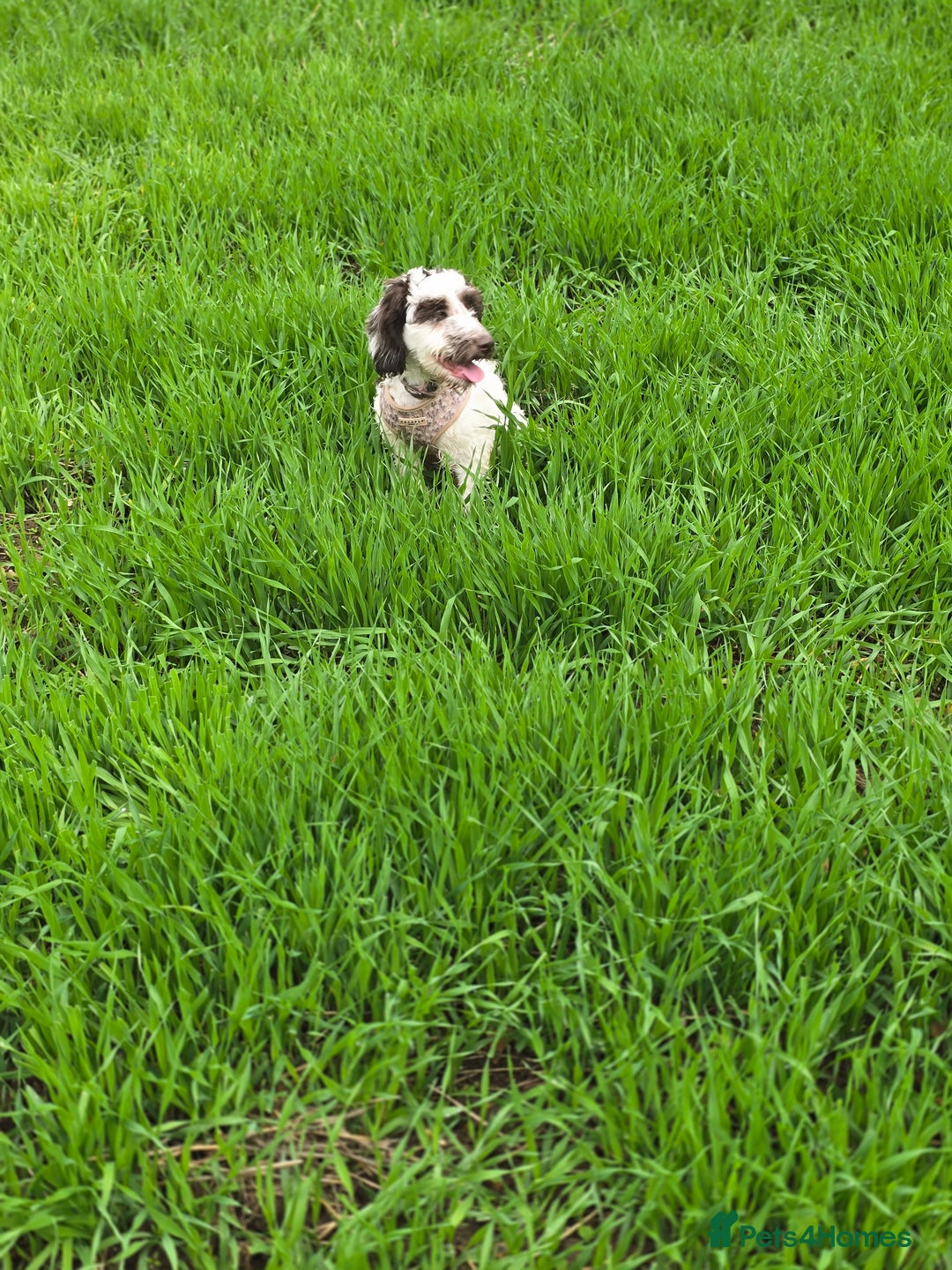 Mixed Breed dogs for sale: Beautiful little girl  - Image 3