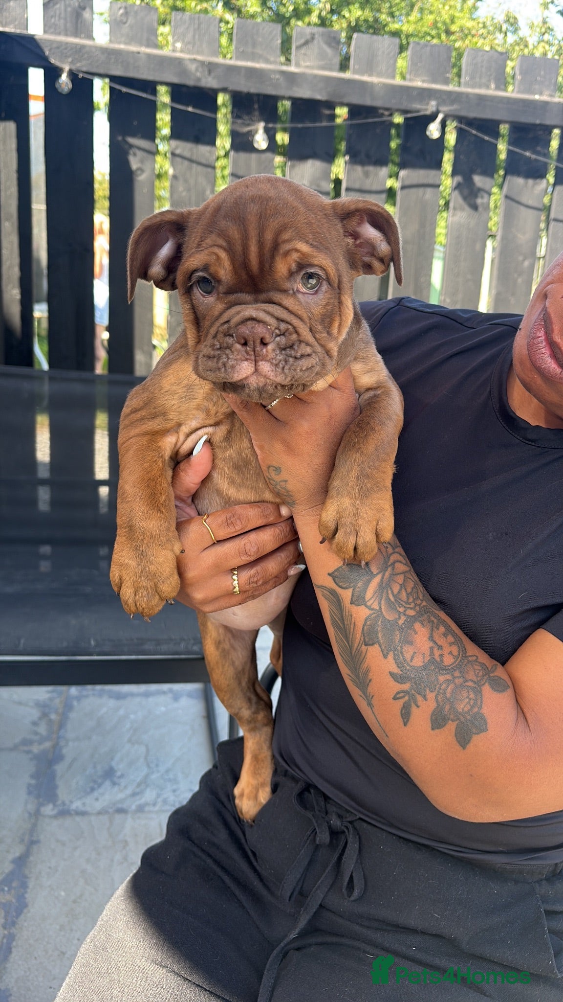 English Bulldog dogs English bulldogs !LAST FEMALE! - Advert 2