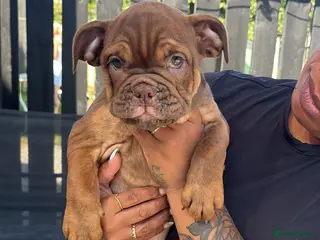 English Bulldog dogs English bulldogs !LAST FEMALE! - Advert 2