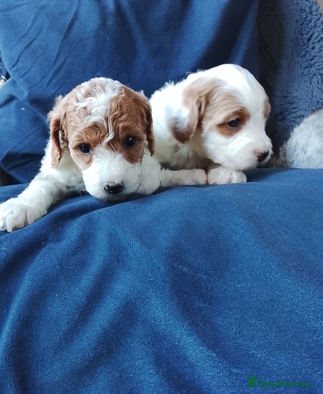 Cavapoo dogs for sale: F1b Cavapoo Puppies  - Advert 23