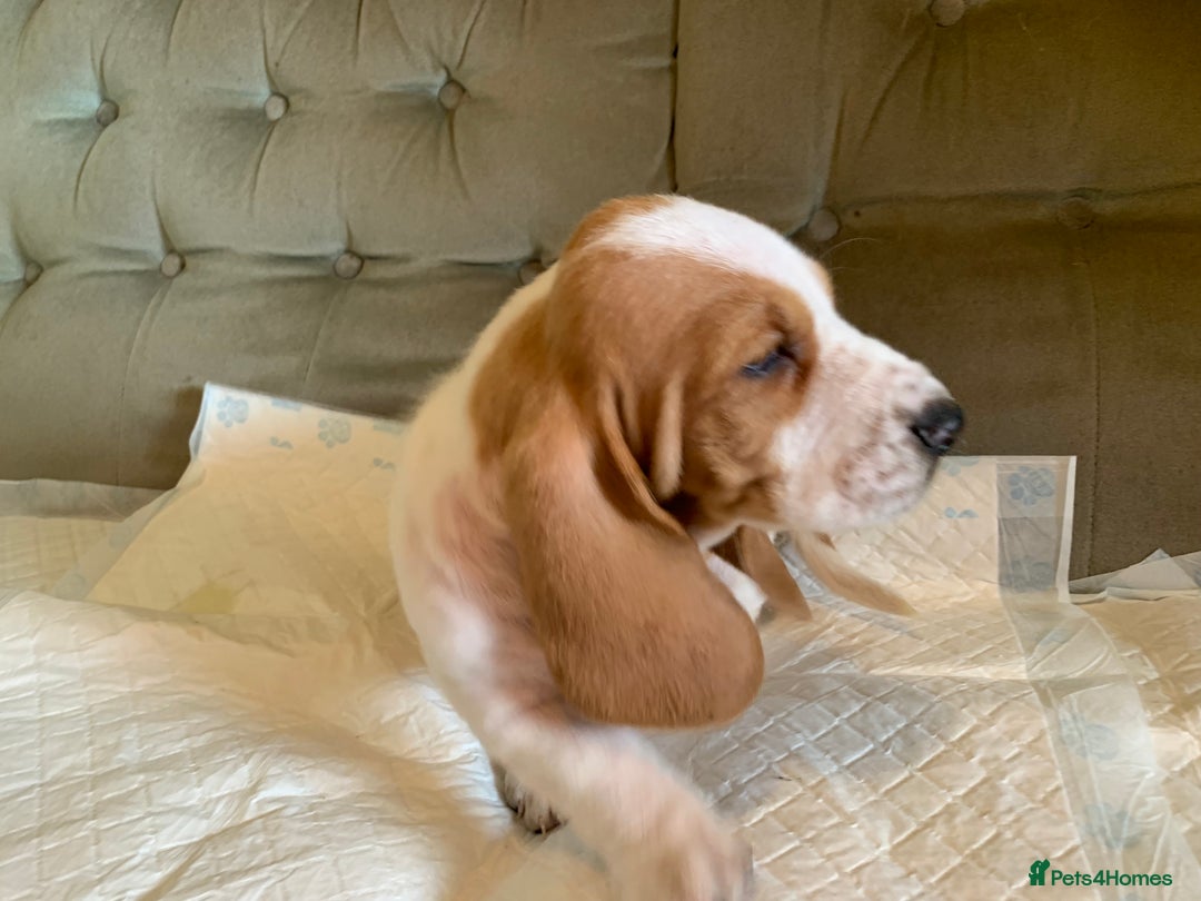 Basset Hound dogs for sale: Basset Hound Puppies - Image 14