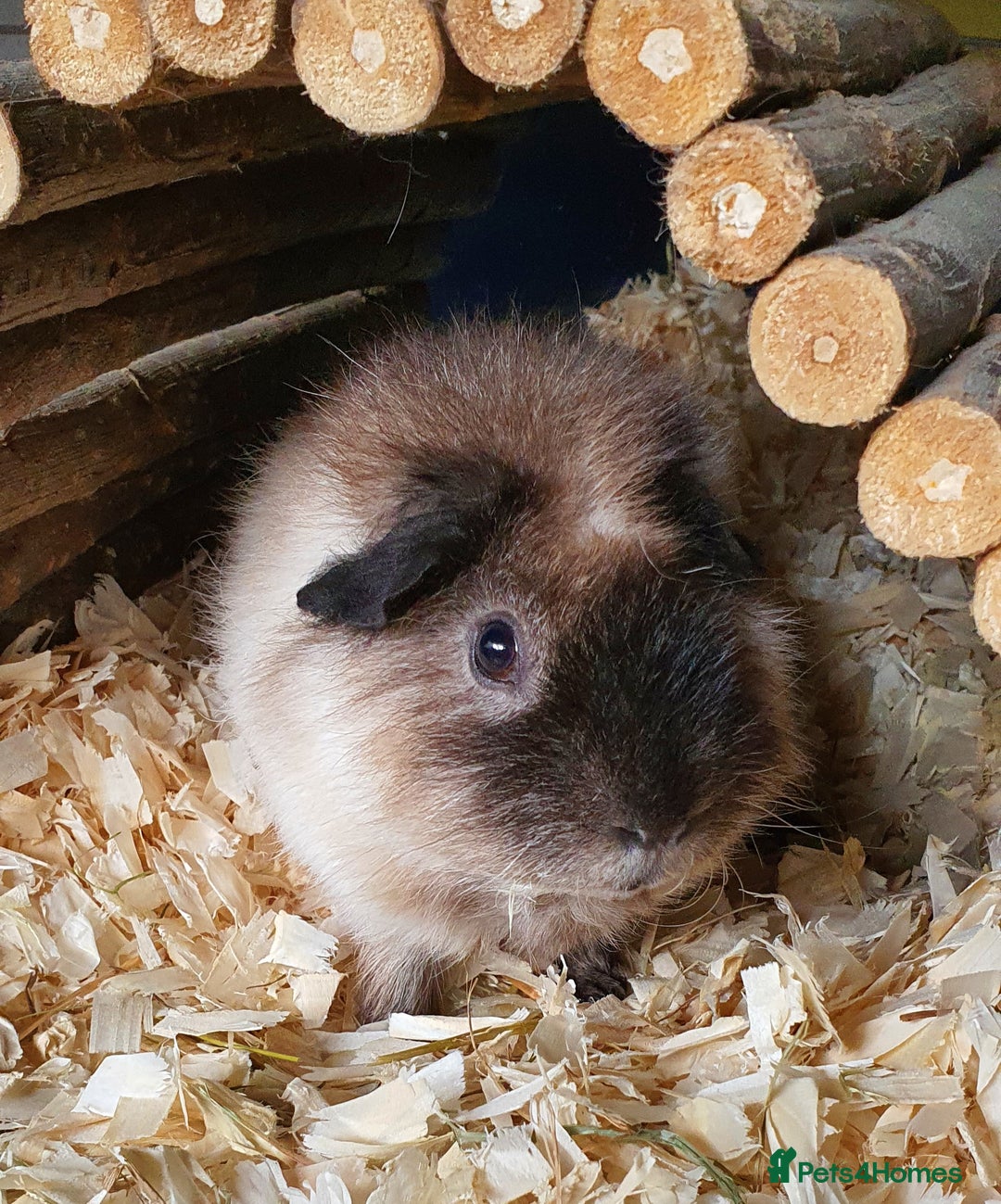 Guinea Pig rodents for sale: 2 stunning guinea pig young boars - Image 3