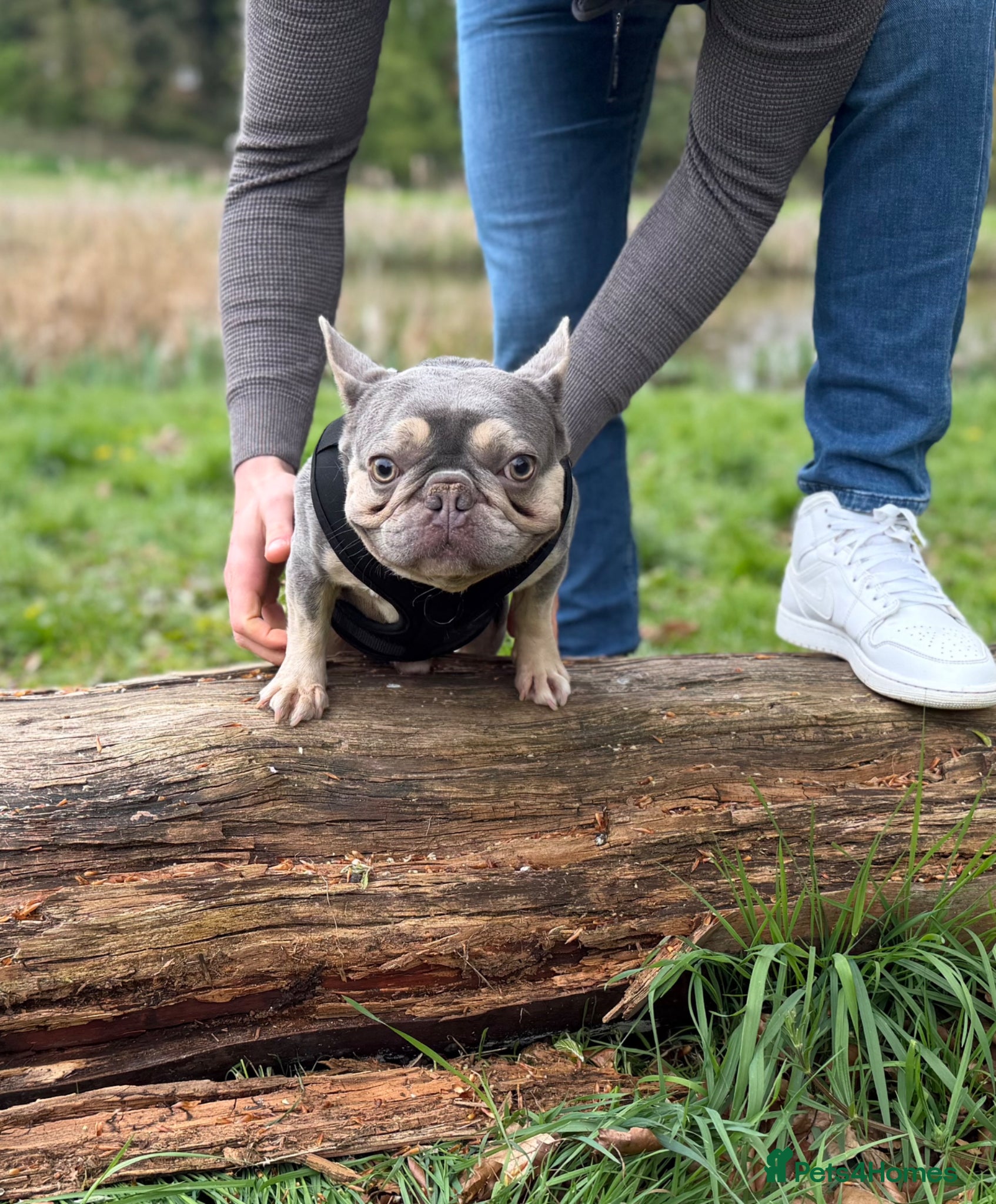 French Bulldog dogs Valentino Premium Kennel Club Micro Stud Available - Advert 6