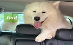 Samoyed dogs for sale: KC reg. Samoyed puppies with champ bloodline  - Advert 11