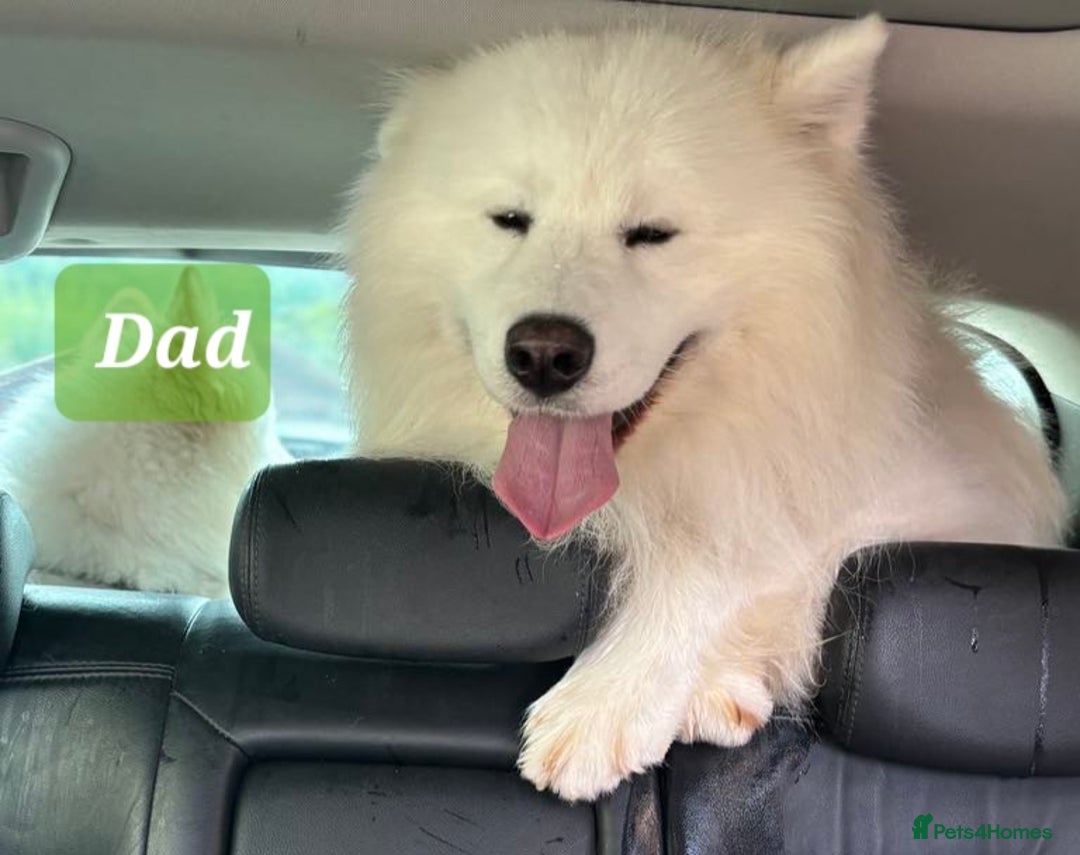 Samoyed dogs for sale: KC reg. Samoyed puppies with champ bloodline  - Advert 11