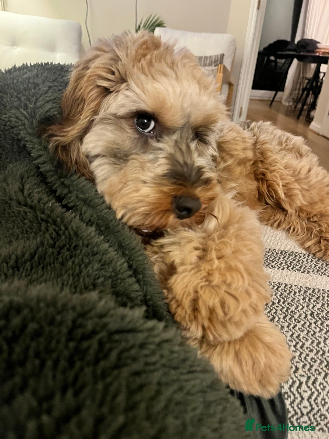 Cockapoo dogs for stud: Proven F1 Cockapoo Stud – Health Tested & Kind - Image 9