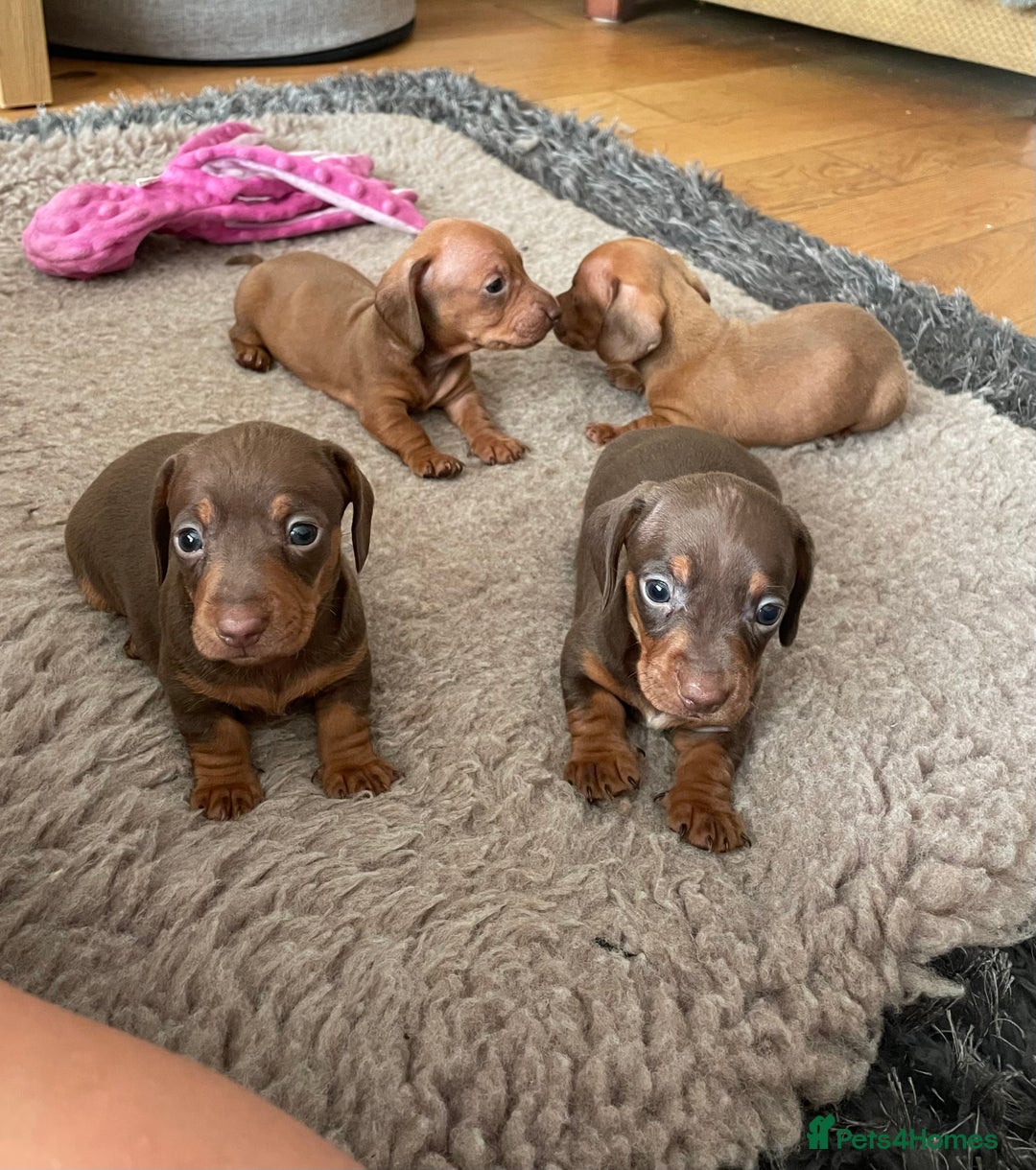 Miniature Dachshund dogs for sale: Miniature smooth haired dachshund puppies  - Image 3