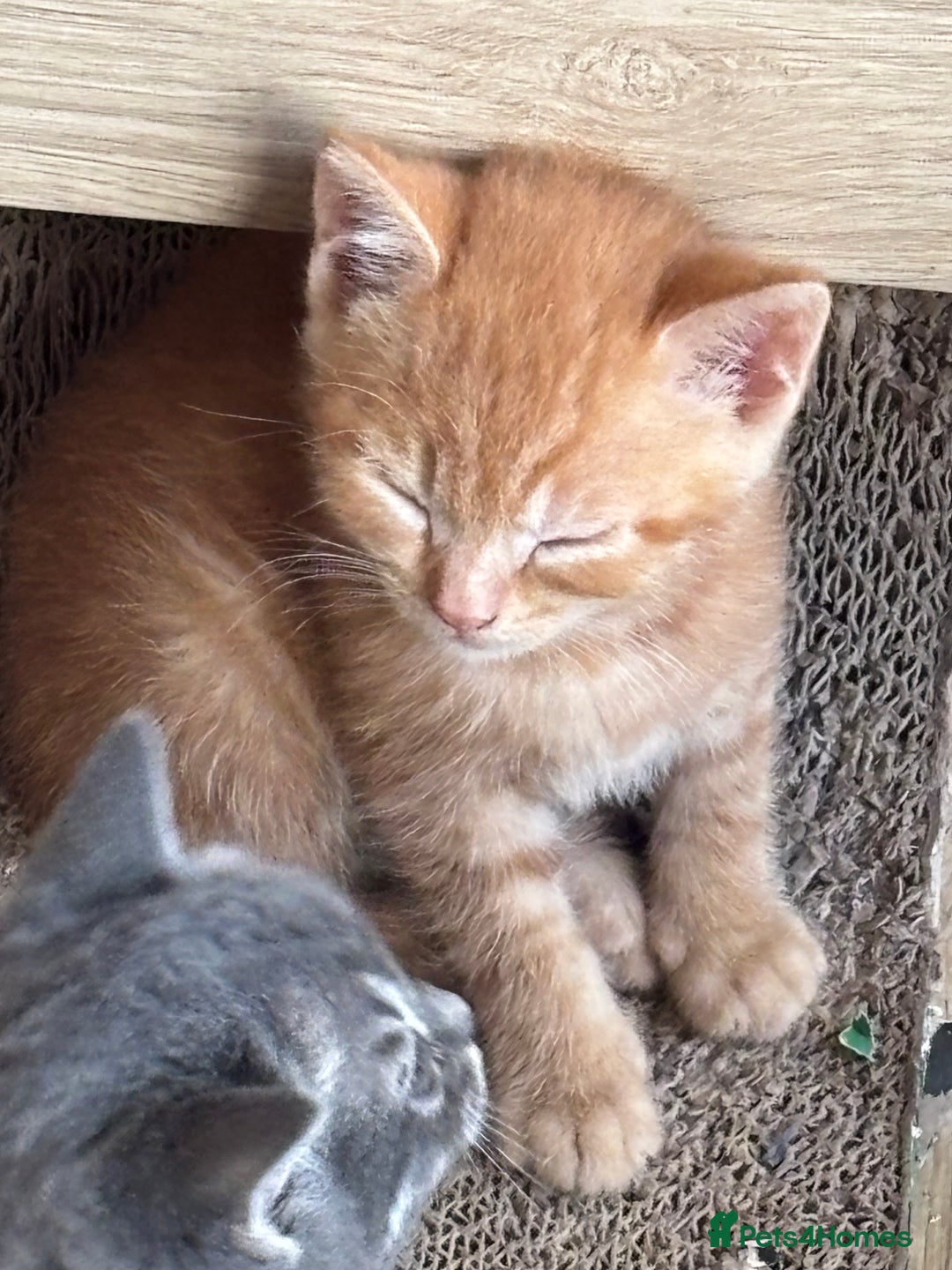 Mixed Breed cats for sale: Litter of mixed breed with British blue father  - Image 22