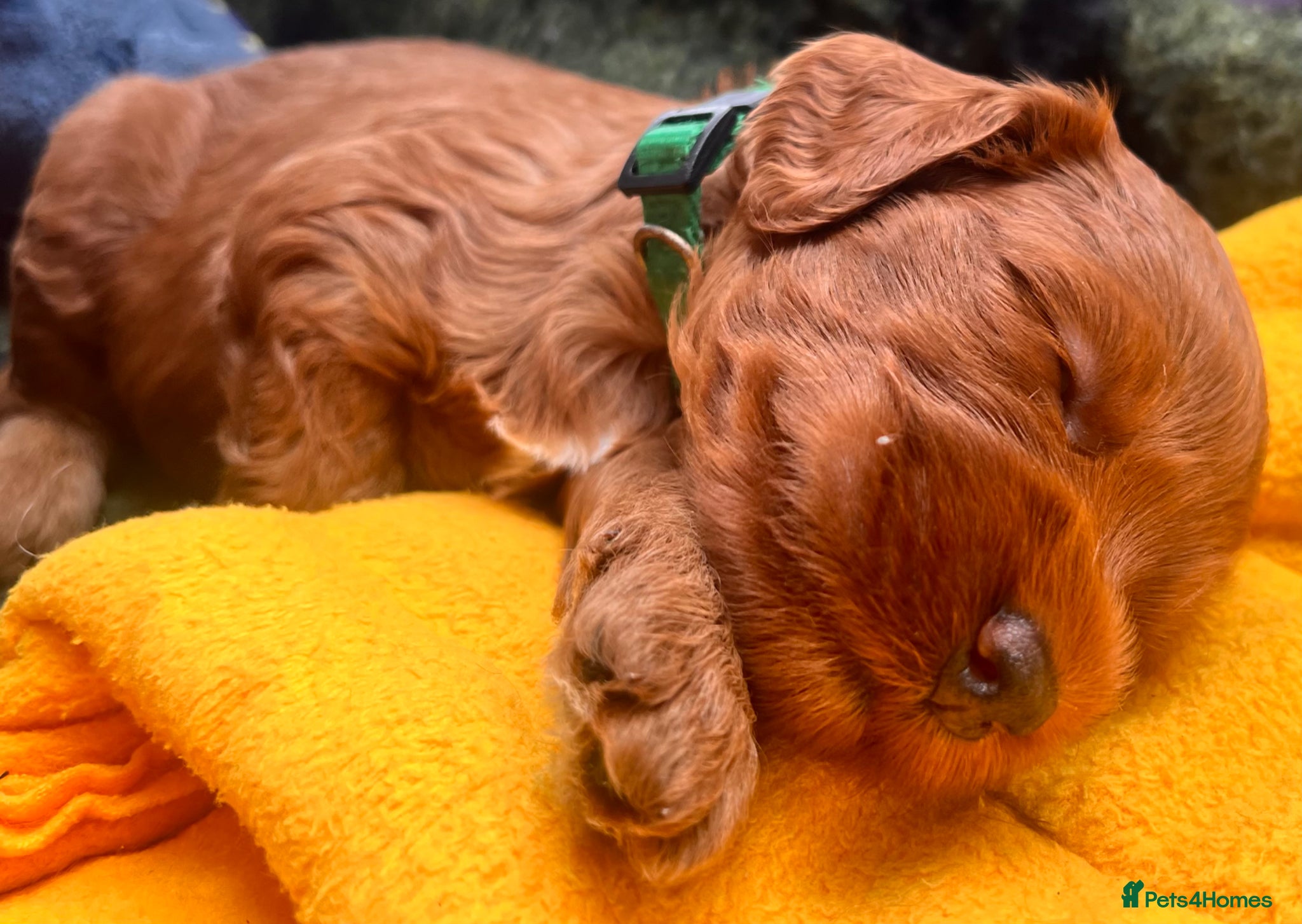 Australian Labradoodle dogs Tiny Tails,Big♥️Australian labradoodle - Advert 2
