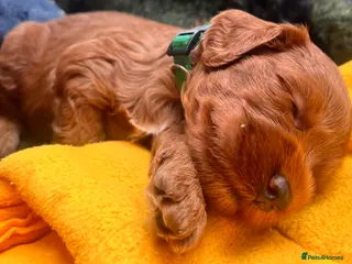 Australian Labradoodle dogs Tiny Tails,Big♥️Australian labradoodle - Advert 2
