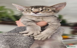 Abyssinian cats for sale: All kittens reserved, thank you 😻 - Image 37