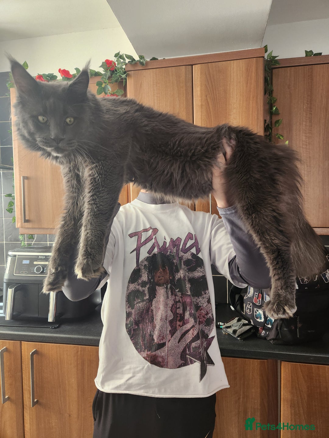 Maine Coon cats for sale: Beautiful Purebred maine coon kittens - Advert 5