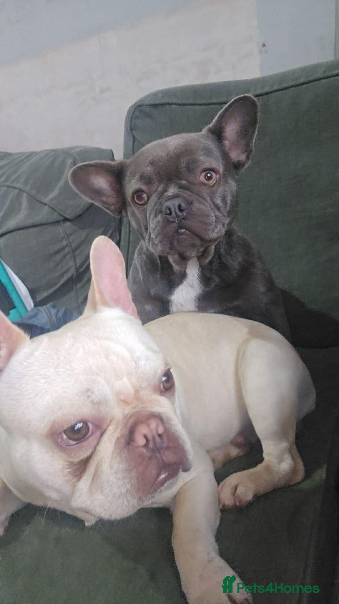 French Bulldog dogs for sale: French bulldog  puppies  - Advert 1